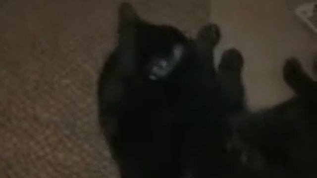 Кот проснулся смотреть онлайн