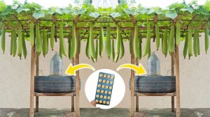 Не могу поверить, как легко выращивать люффу в покрышках, нужно всего несколько таблеток