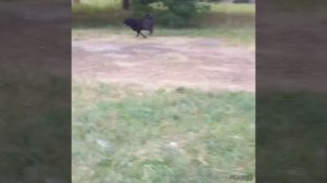 Домашнее население передержки.
