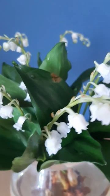 Ландыши из холодного фарфора (полимерная глина)/мои ра смотреть онлайн