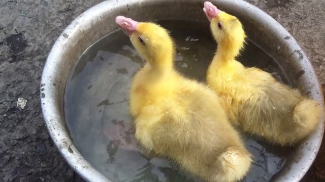 Гусята прикольные смотреть онлайн