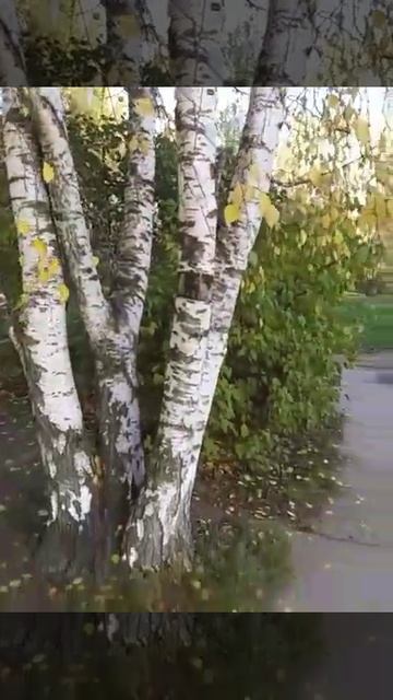 Не грустите березы!!! смотреть онлайн