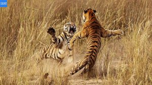 Вот так тигры дерутся между собой! Амурский и бенгальский тигры — самые большие кошки в мире!