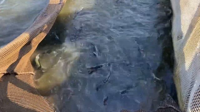 Добавляем форель каждый день! Рыбалка в Симбухово смотреть онлайн