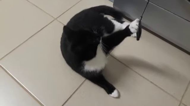 Мышь - моя . #приколскотом, #смешныекоты2020, #кошки, #котята, #прикол, #сидим_дома смотреть онлайн