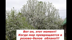 Цветение яблонь