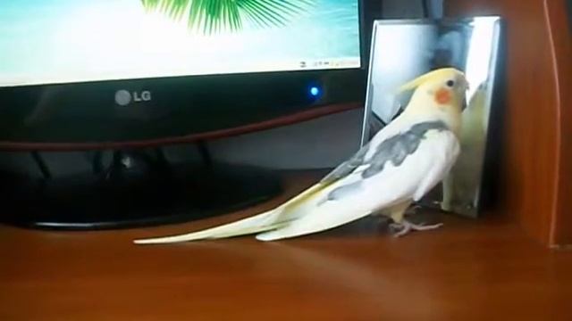 Говорящий попугай Целуется смотреть онлайн