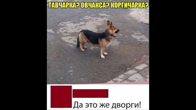 Лютые приколы ХВАТИТ БЫТЬ ТАКИМ МИЛЫМ угарные мемы смотреть онлайн