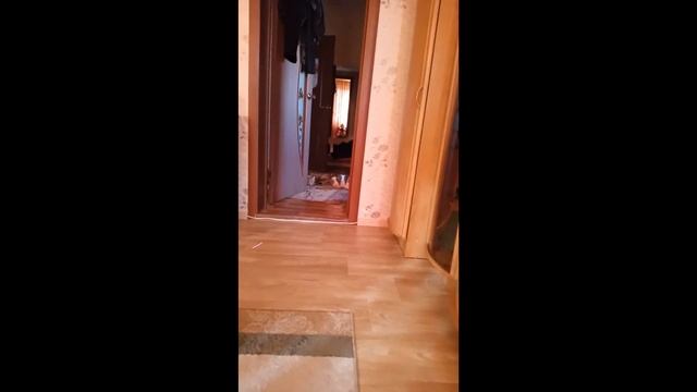 Коты на самоизоляции.!!! смотреть онлайн