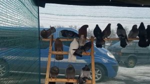 Ярмарка голубей в Харькове гол Юрия Качайло