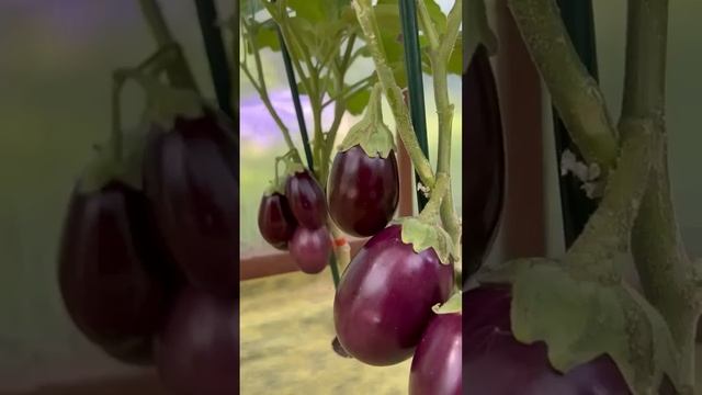 СПИСОК САМЫХ УРОЖАЙНЫХ ОВОЩЕЙ🔥 смотреть онлайн