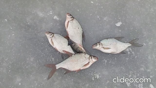 Рыбалка на Шарташе. 2 декабря 2024 г. смотреть онлайн