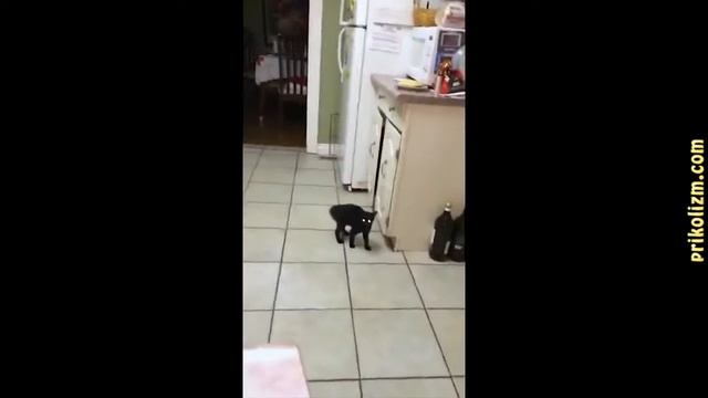 Подборка смешных и интересных видео с котиками и кисками смотреть онлайн