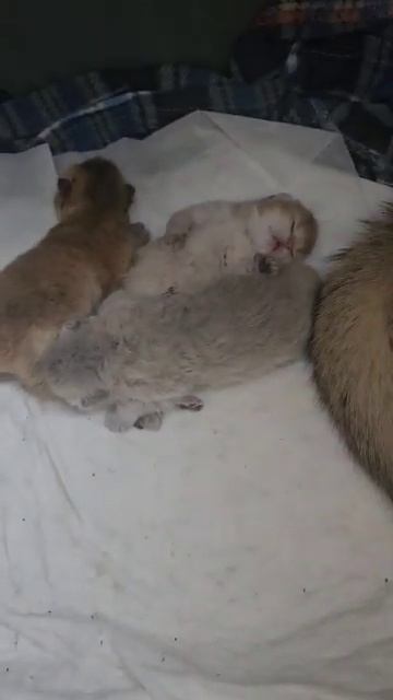 котята дрыхнут #популярное #cat #реки #kitten #подпишись #catlover #топ #cute смотреть онлайн