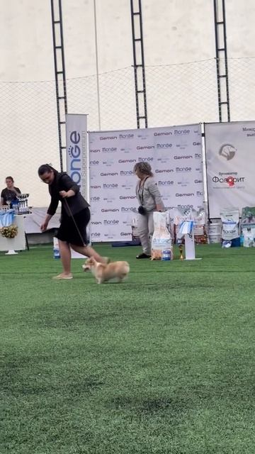Международная выставка собак «Шоу Чемпионов». Алматы. Казахстан. International Dog Show. June 2023 смотреть онлайн