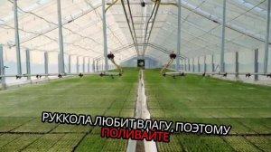 Руккола. Как садить. Методы. Условия. Правила.