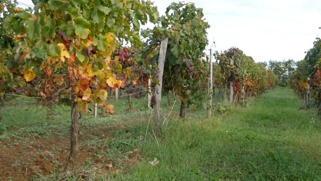 Урожай 2020. Начало. Участок N°48 смотреть онлайн