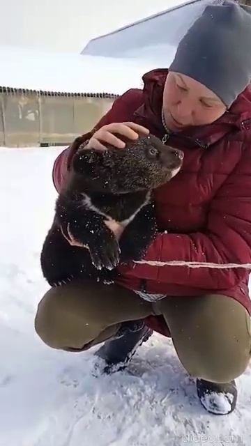 МЕДВЕЖЬЯ МИЛОТА ПОЗЕВУЛЬКИ_ ВЕСНА НЕ НАСТУПИЛА МЫ ОПЯТЬ СПАТЬ смотреть онлайн