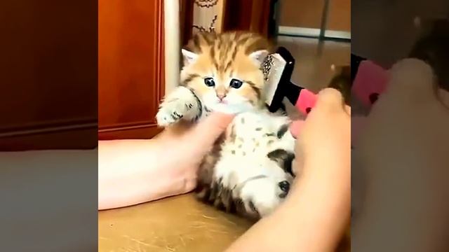 Милые котята | Подборка видео приколов про милых котят смотреть онлайн
