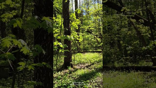 Прогулка в лесопарке 06.05.2025 смотреть онлайн