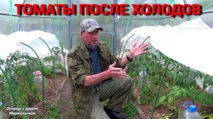 ТОМАТЫ ПОСЛЕ ХОЛОДОВ. ЧЕМ ИМ ПОМОЧЬ? ЧТО НУЖНО СДЕЛАТЬ?
