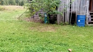 Триммер Крофф, косим участок в деревне, часть 1.