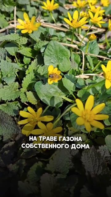 Внимание: газонная трава работает как успокоительное