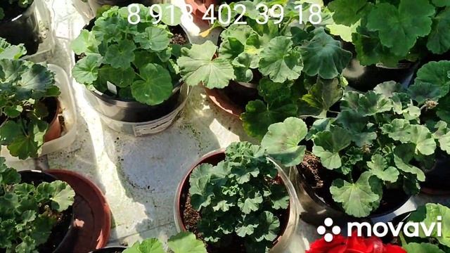 7.04. Благовещение 🤗❤ Обзор цветов #лазаревское#цветы смотреть онлайн