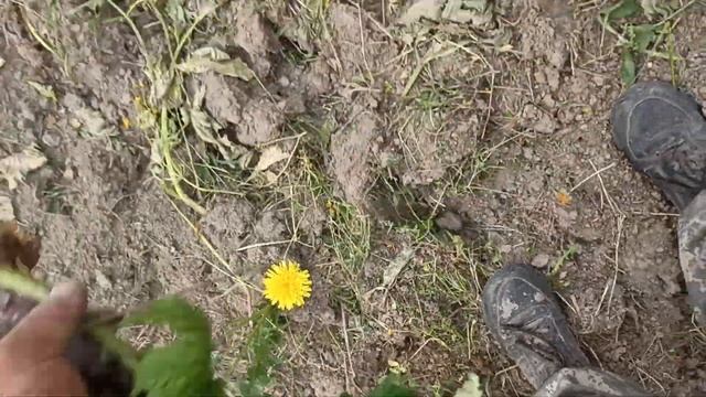 11 июня 2024 г.