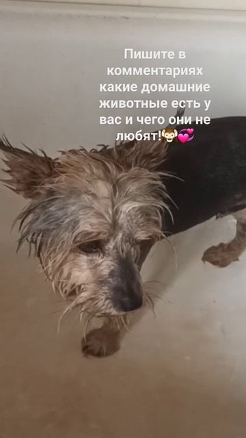 Чарли не любит воду и шампунь! #Йорширский терьер смотреть онлайн
