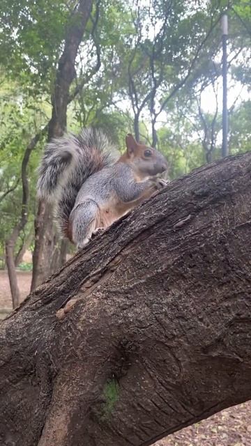 Белка ест наши орехи))) 🌰 смотреть онлайн