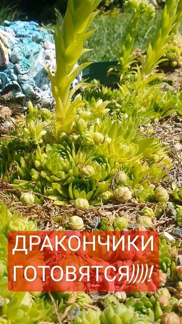 Дракончики🎾🥏🎯⛳️ #дом #вдохновение #дача #цветы #са? смотреть онлайн