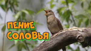 Радостное пение соловья