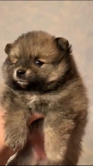 Щенки Померанского шпица