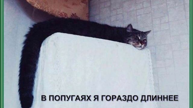 мем смотреть онлайн