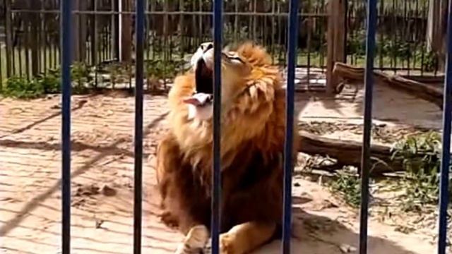 Царь, очень приятно! Прикольный лев! смотреть онлайн