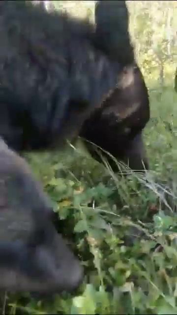 МЫ МЕДВЕДИ ,НАМ ПО БАРАБАНУ смотреть онлайн