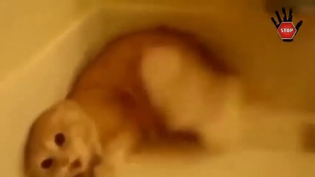 Прикольные видео про кошек! смотреть всем! смотреть онлайн