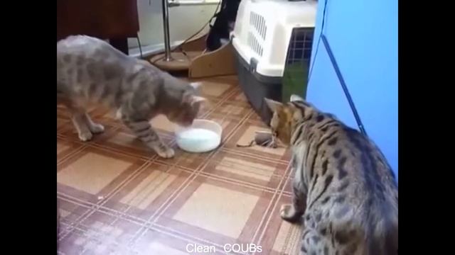 Прикольные видео | COUBs funny videos #12 смотреть онлайн