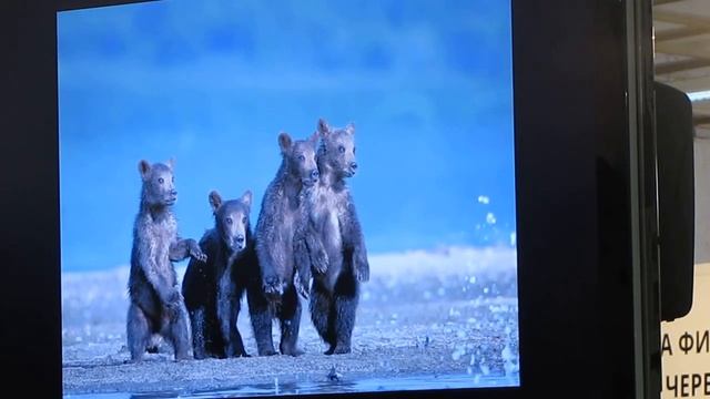Золотая черепаха 7, Победители киноконкурса часть 1 смотреть онлайн