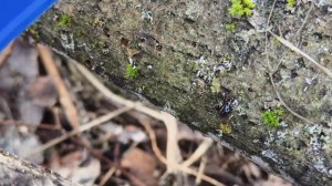 VNIISSOK VDUE-18V // ПИЛА на АКБ для дачи и не только