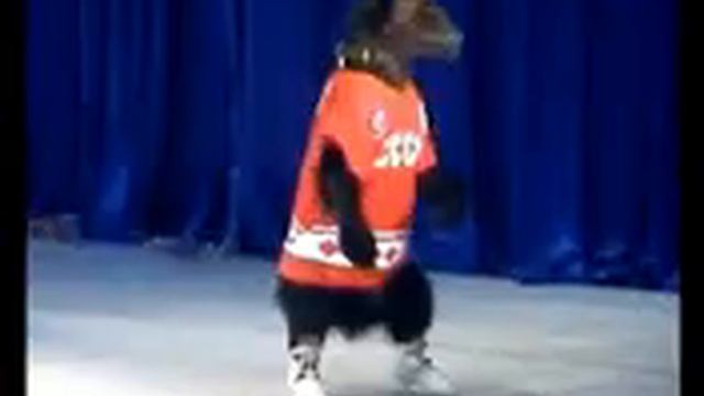 цирк на льду в Дагомысе777_mpeg4.mp4 смотреть онлайн