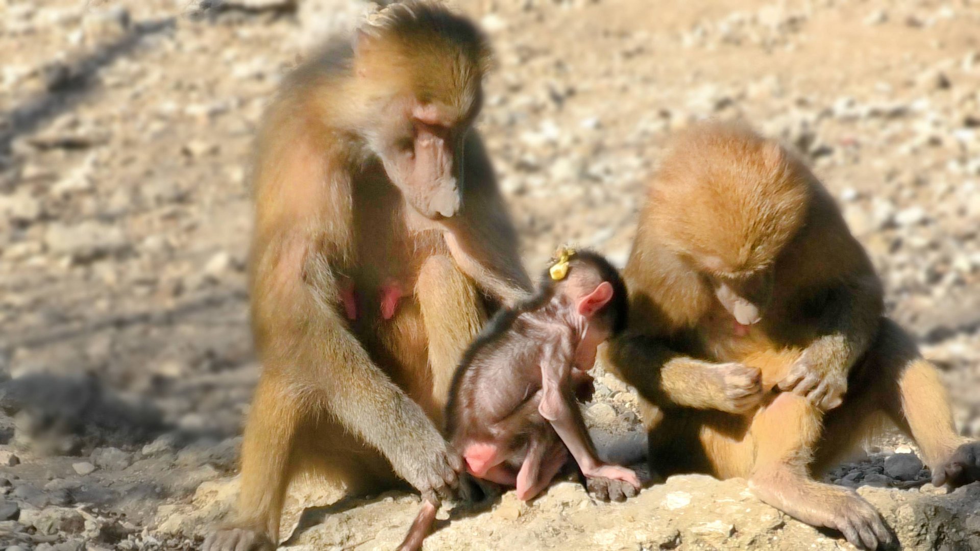 Хуанита повзрослела, Роза хочет себе Изину дочку, Родриго хочет к Деду, а Дед аж зубами трясет. смотреть онлайн