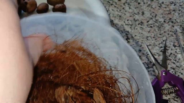 Пересадка орхидеи 