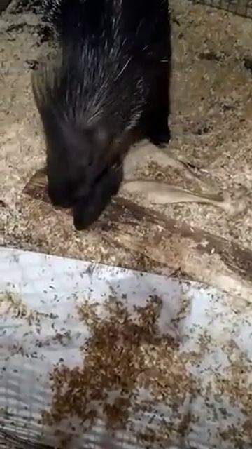 НОВОРОЖДЕННЫЙ ДИКООБРАЗИК ОСВАИВАЕТ ТЕРРИТОРИЮ смотреть онлайн