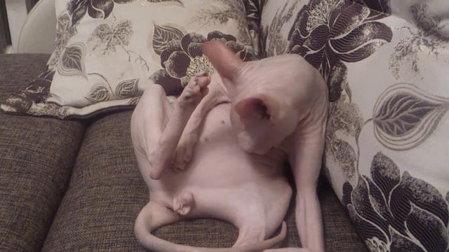 Смешные коты! Кот-сосунишка!!! Это нужно видеть!!! смотреть онлайн