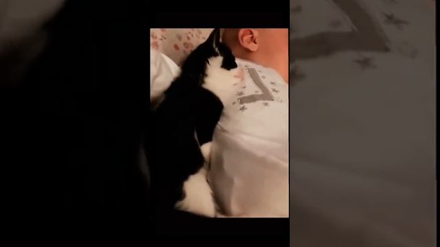 Joe Lisa,Ben,cat,American boy приколы ,прикольные видео, смотреть онлайн