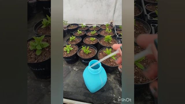 Внекорневая подкормка гортензий. смотреть онлайн