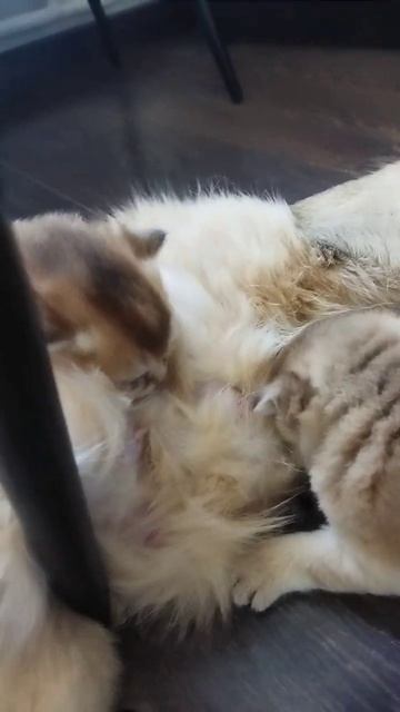 #популярное #реки #подпишись #cat #catlover #топ #kitten #cute смотреть онлайн
