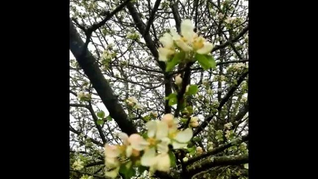 Прекрасная цветущая весна и мелодия.mp4 смотреть онлайн